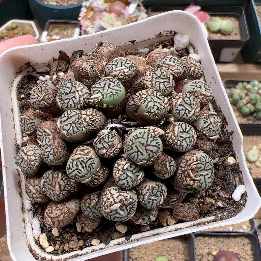 【闪购商品】89 福利