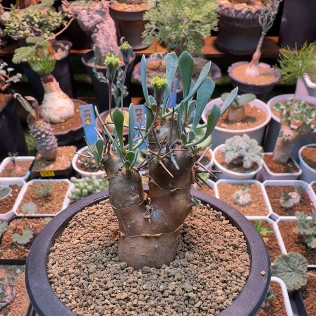 刺烛厚墩菊485 仙人掌