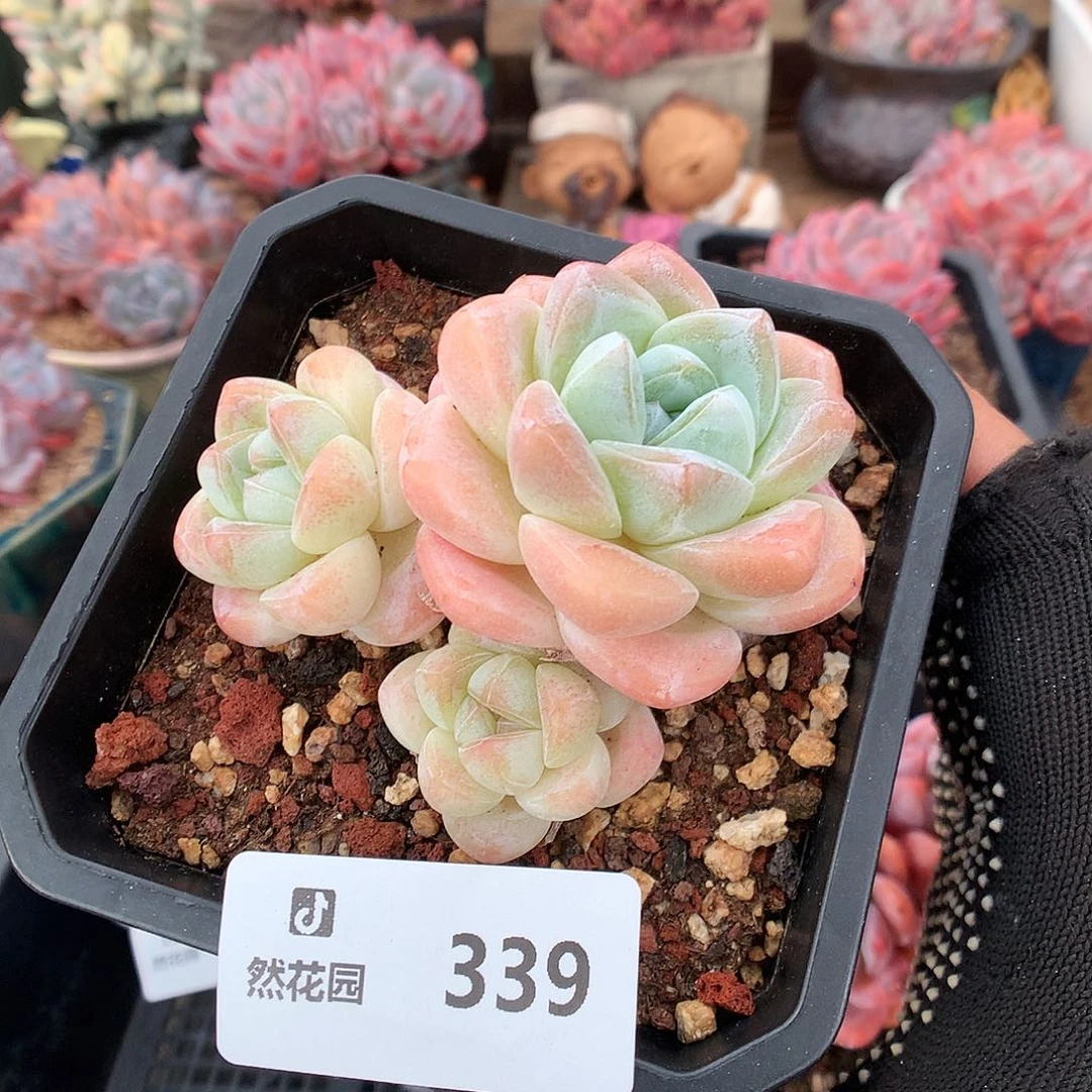 339冰玉多肉植物6666