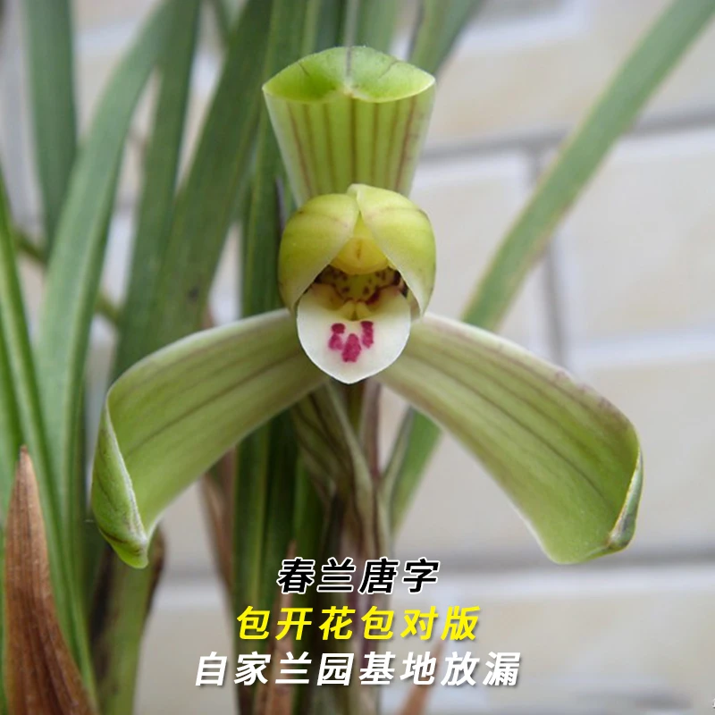 春兰名品【唐字】终身包对版 假一赔十放心购买 当年开花