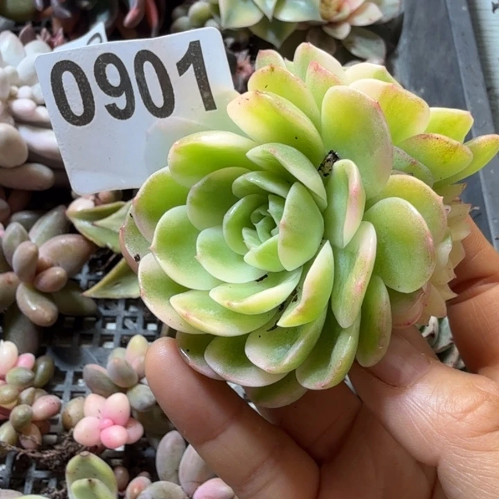 茉莉多肉植物满18包邮当场凑单