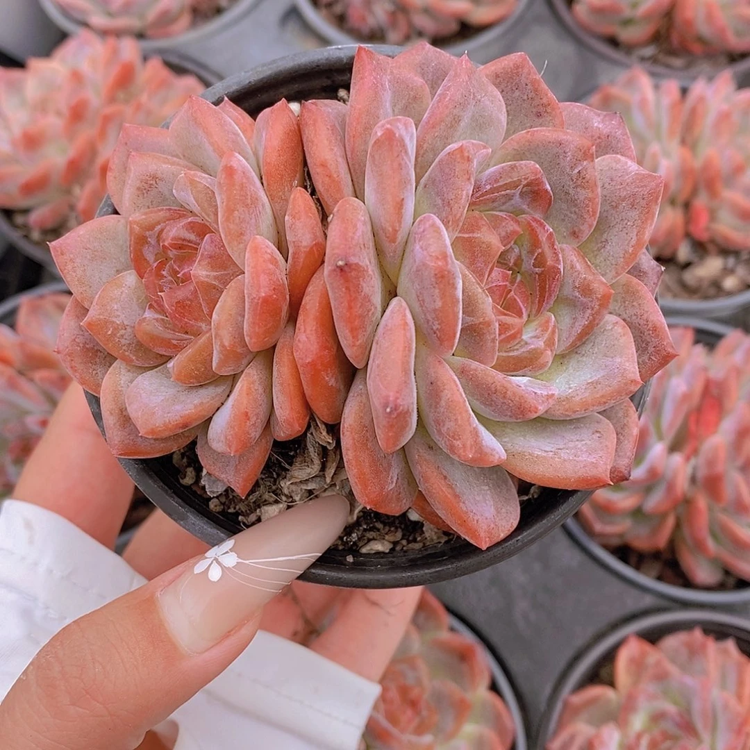 双头糖心雪芙蓉福利一颗量拍