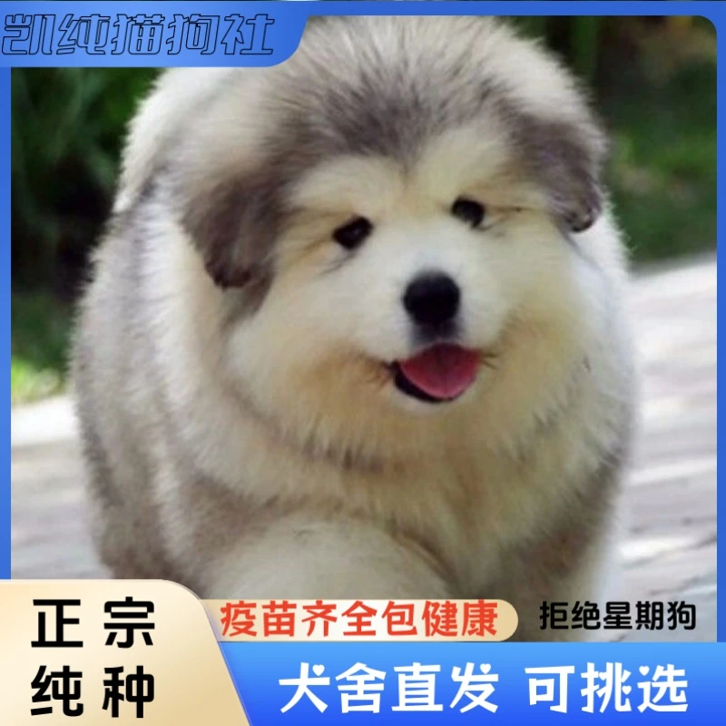 阿拉斯加幼犬纯种宠物狗活物活体熊版灰桃红棕黑色巨大型犬雪橇犬