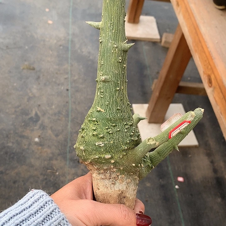 322球腺蔓2222333336333