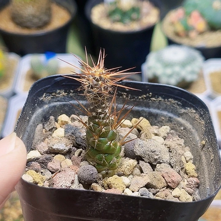 红狐团扇一颗一颗