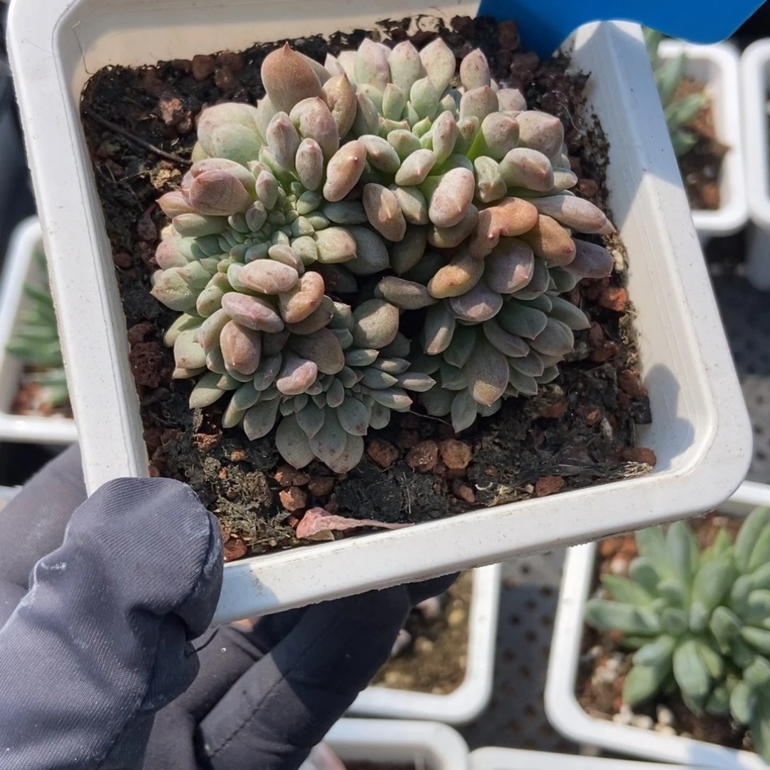 785爱丽儿缀多肉植物保护