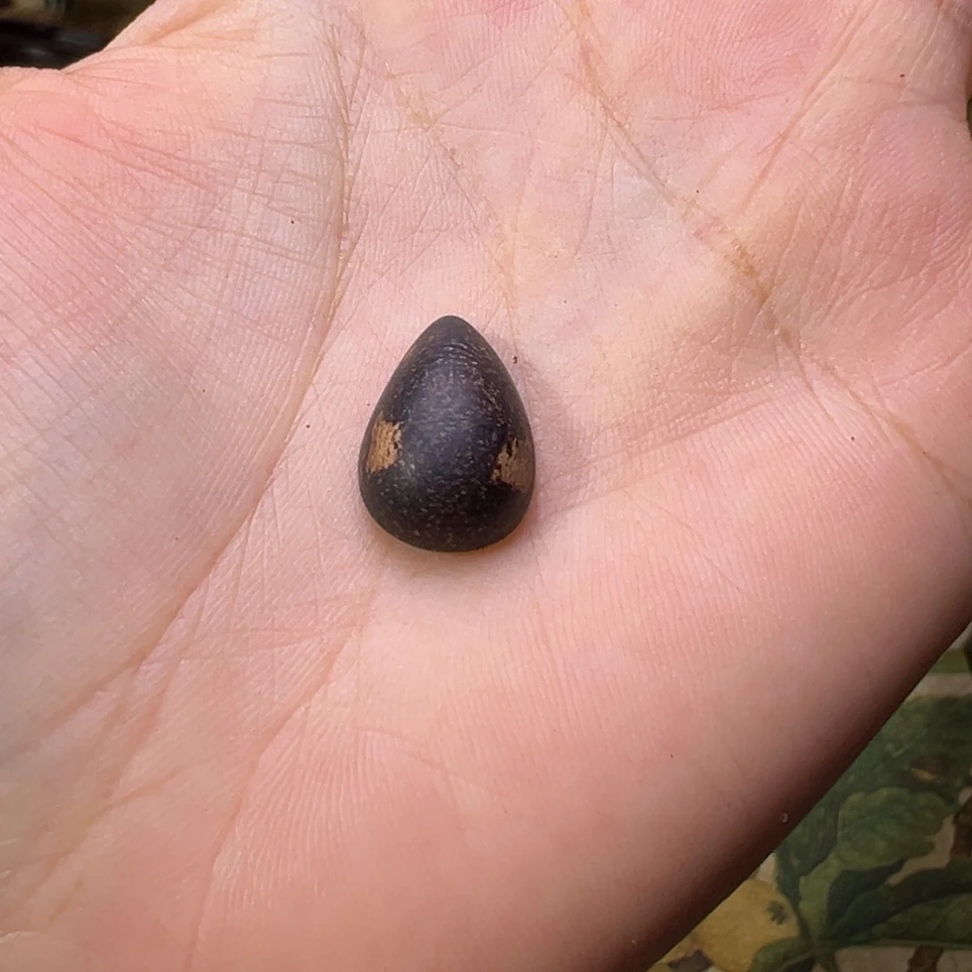 香榧木木料文莱沉水老料0.6克