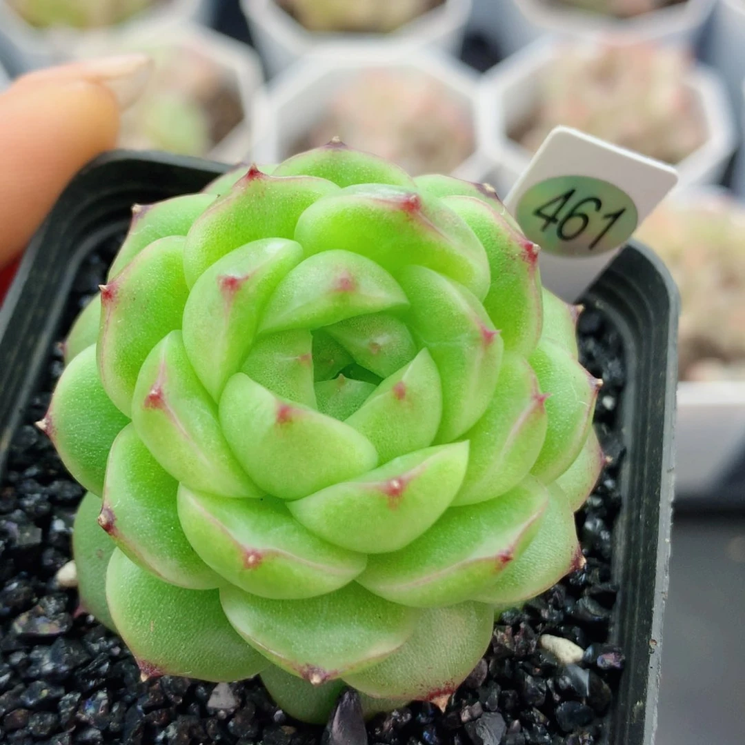 麦秆58包邮  群生不包整463