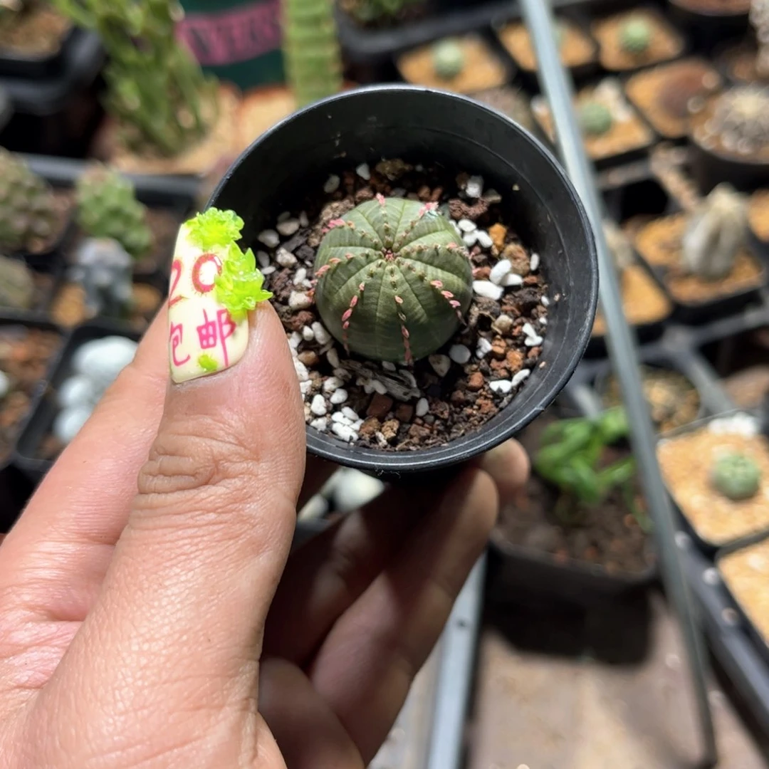 我****24429一物一拍单头