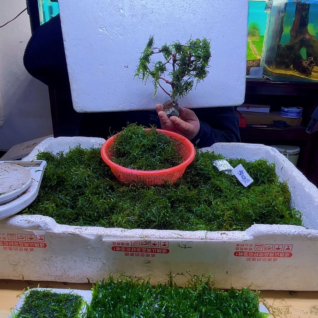 成品莫斯树入缸成景