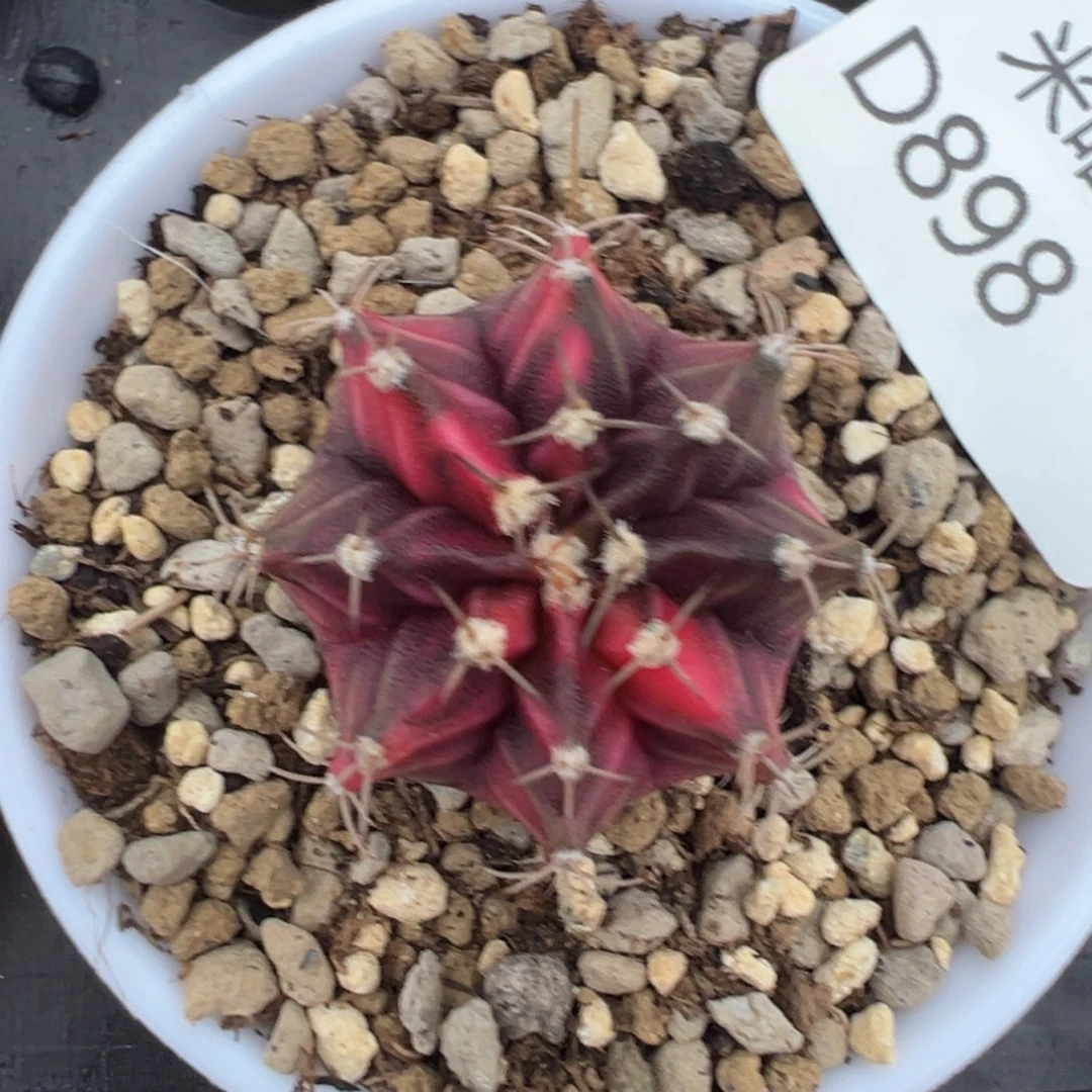 898 好看的米哈冲冲冲