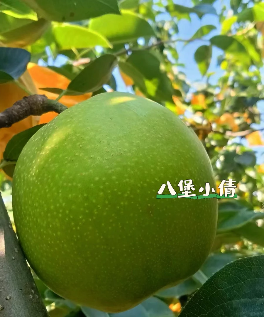 苏脆梨当季新鲜采摘脆甜多汁无渣