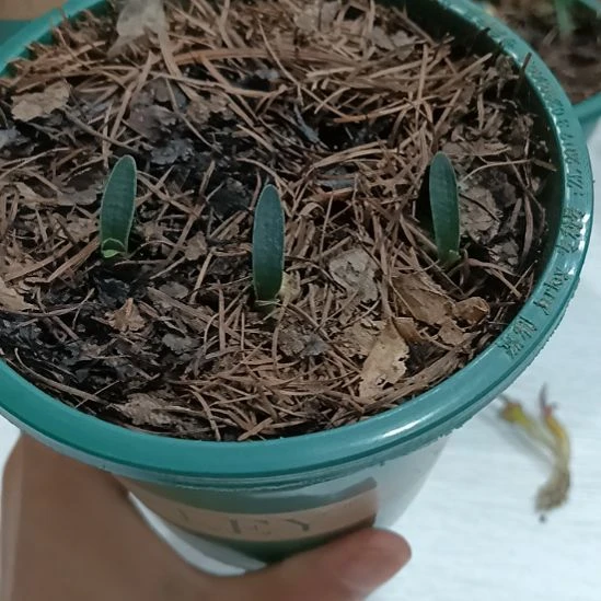 开***心无花朵特色花卉君子兰小苗君