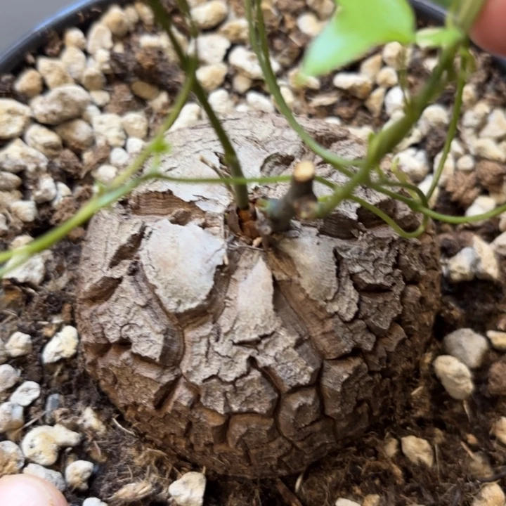 301龟甲龙不退不换