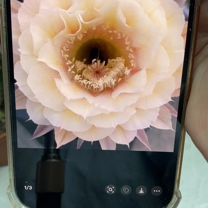 香素玉和仙女侧芽2公分左右