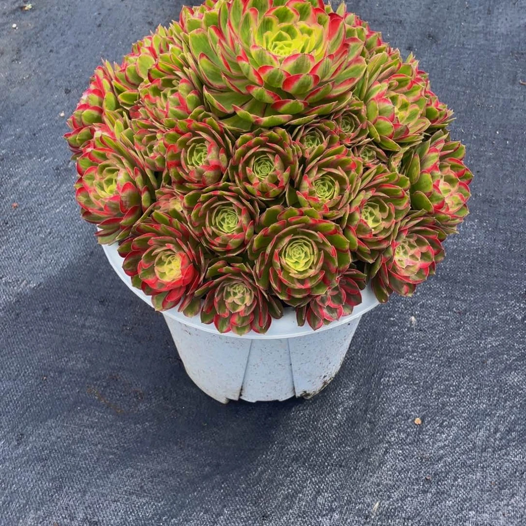荷***田【孔雀翎】群生多肉植物万圣节变异老桩大手捧