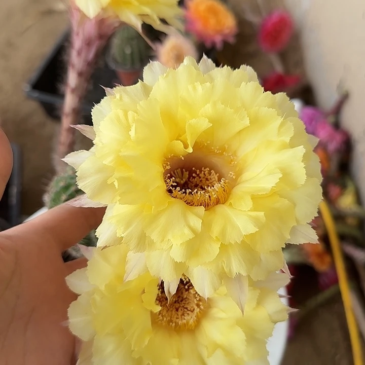 无花朵听***?带根彩草160