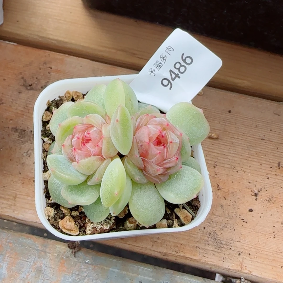 梦奇，9486多肉植物