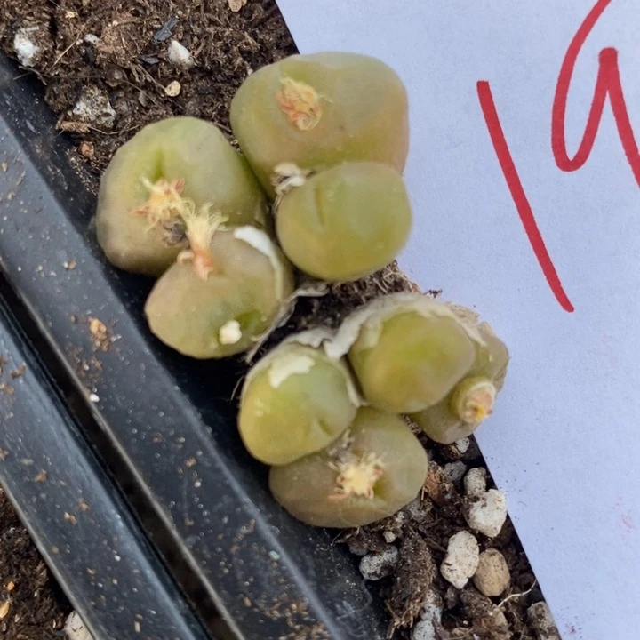 1998烧卖一群一群