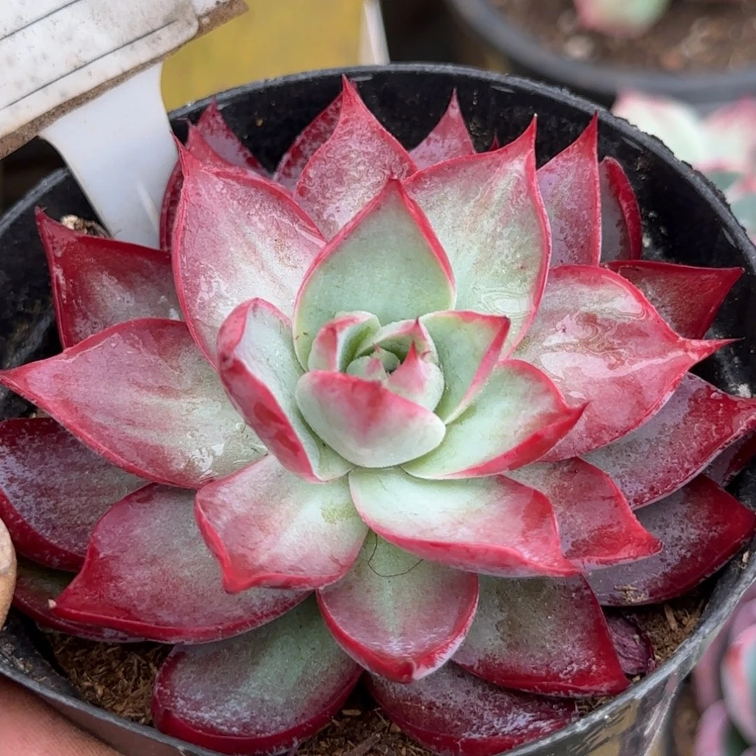 惊鸿一物一拍包装收缩花旱936