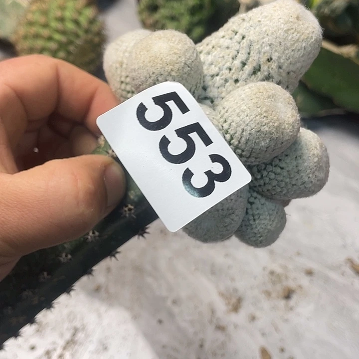 完全开放553小人帽