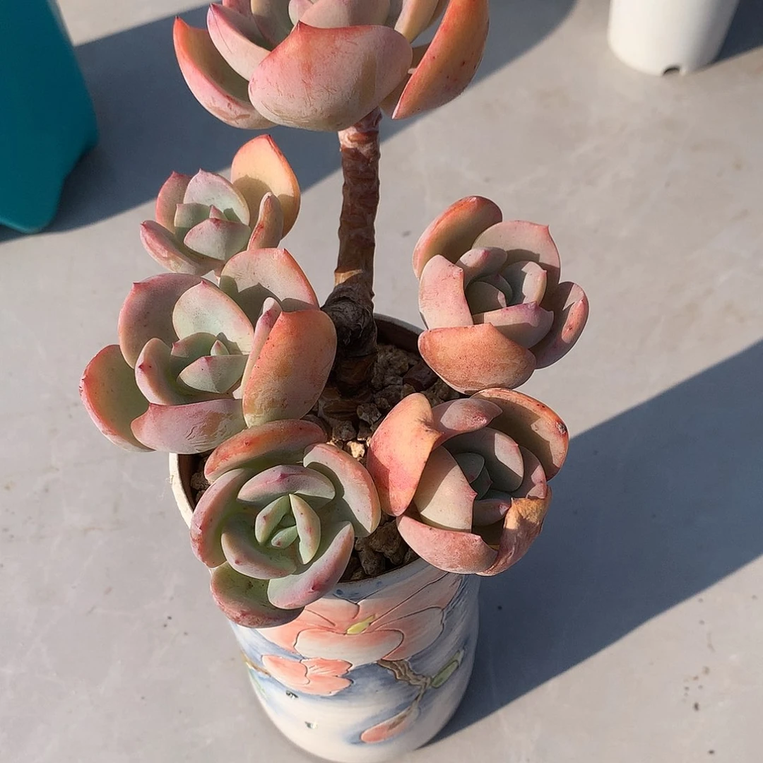 白凤多肉植物一颗