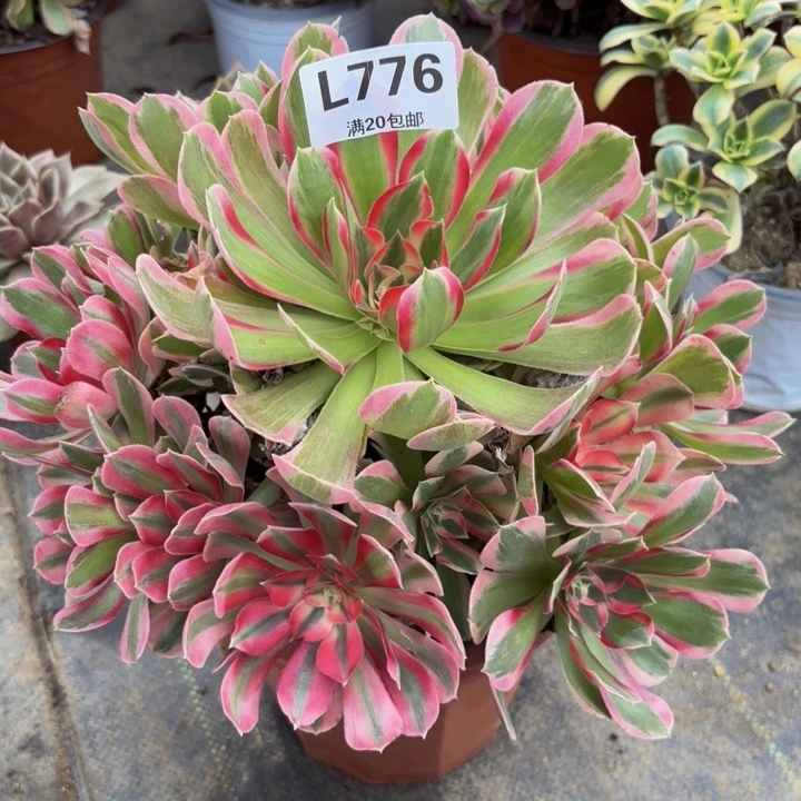 瑞妈多肉园艺776-