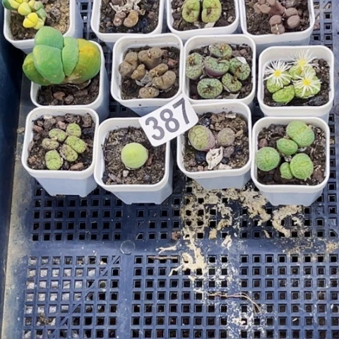 387肉缀小盆一物一图如图