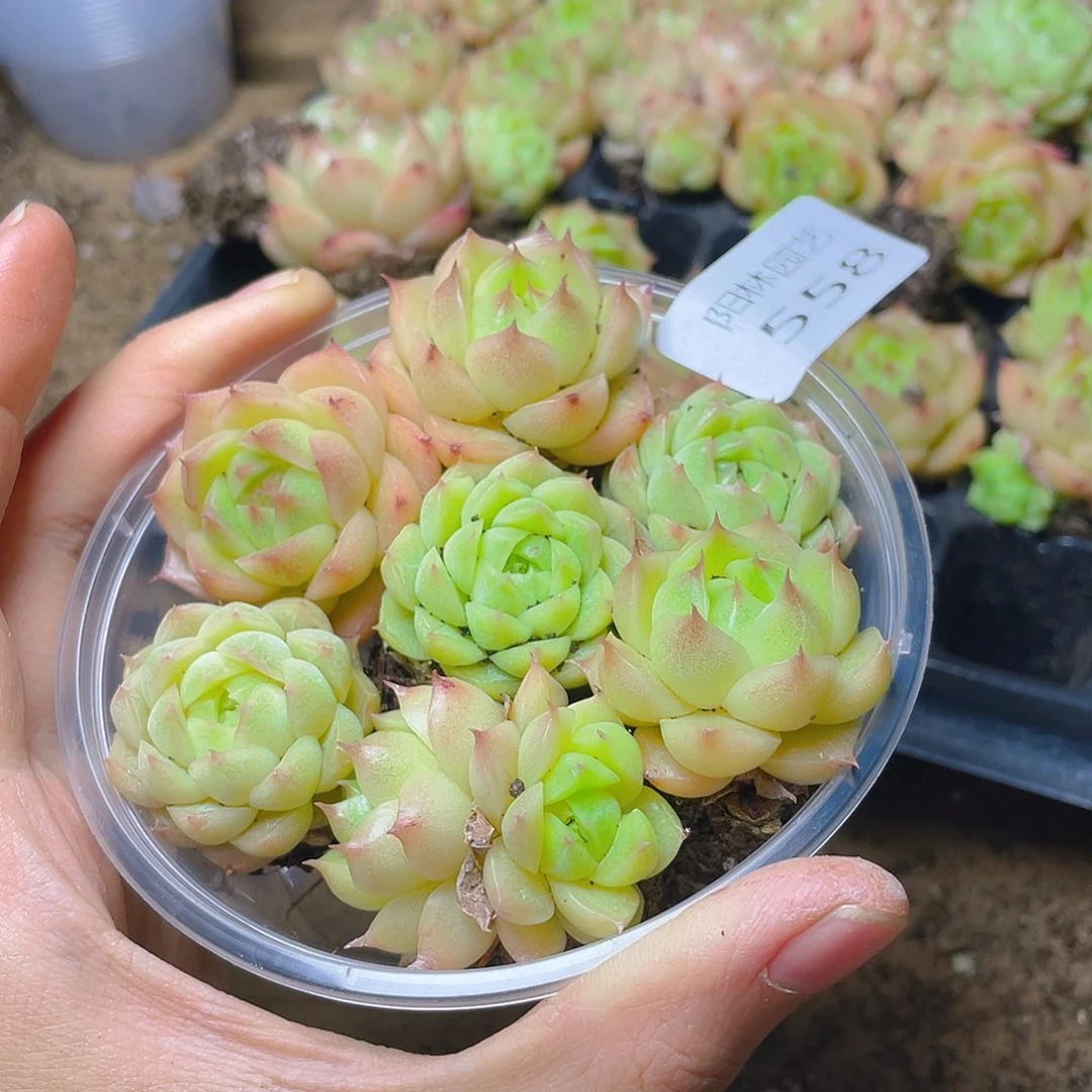 多肉植物多肉植物558