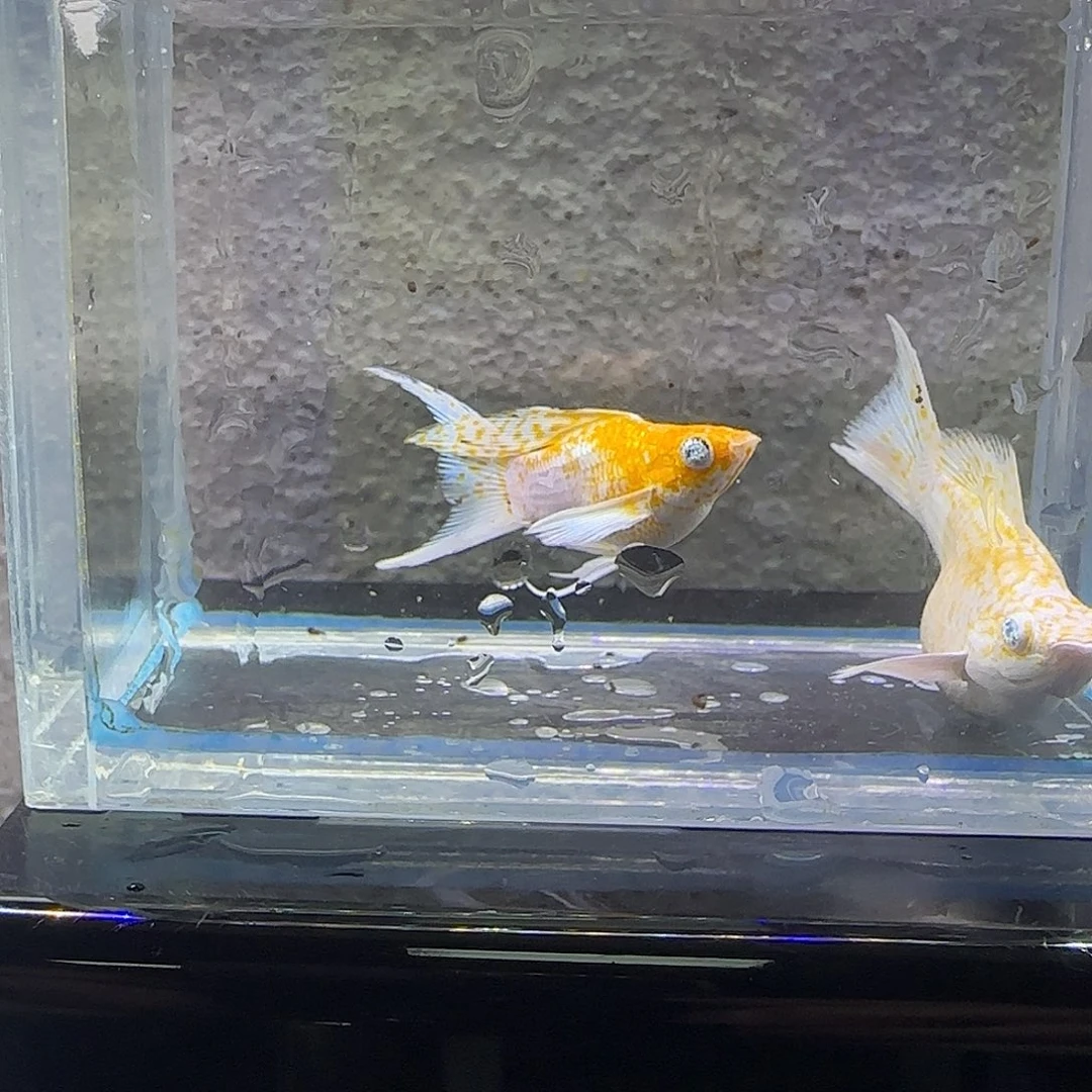 黑玛丽鱼樱花玛丽。77号