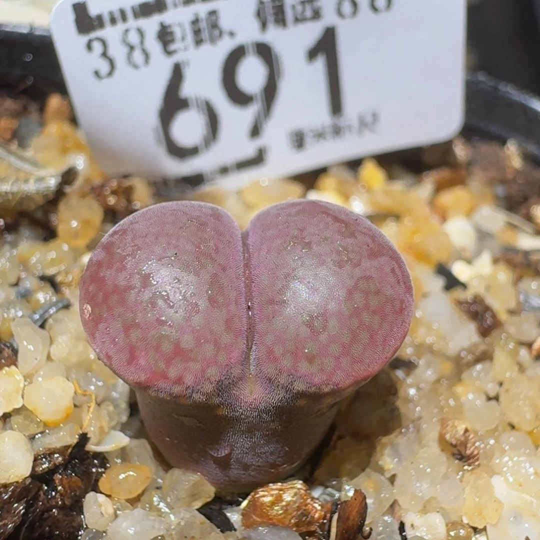 zzzzz生石花肉锥691紫流沙