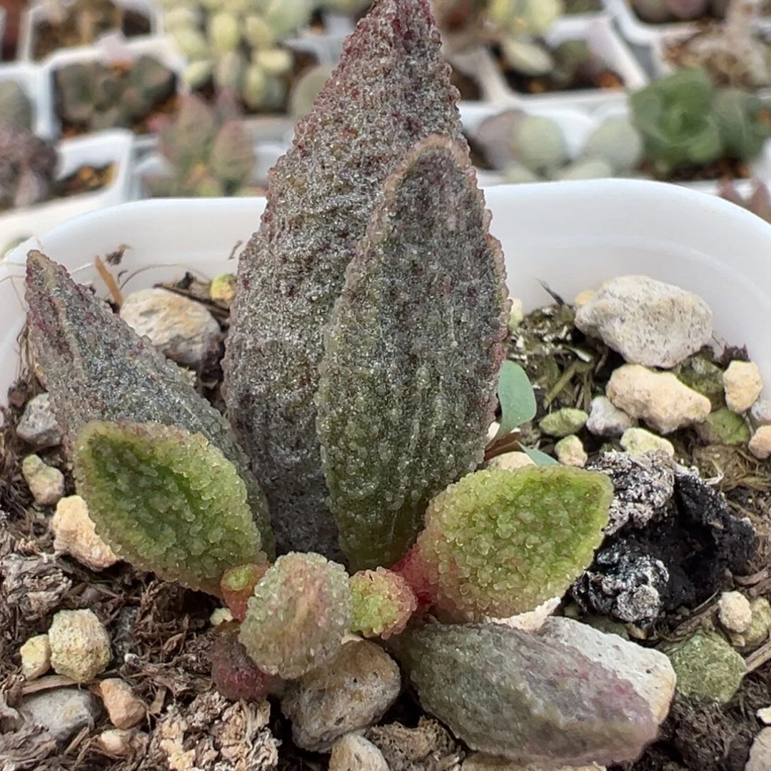 实生新品大苗多肉植物水泡