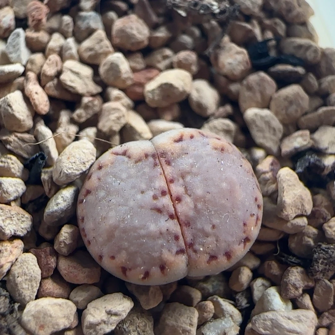 1071/216饼干/尺寸小/