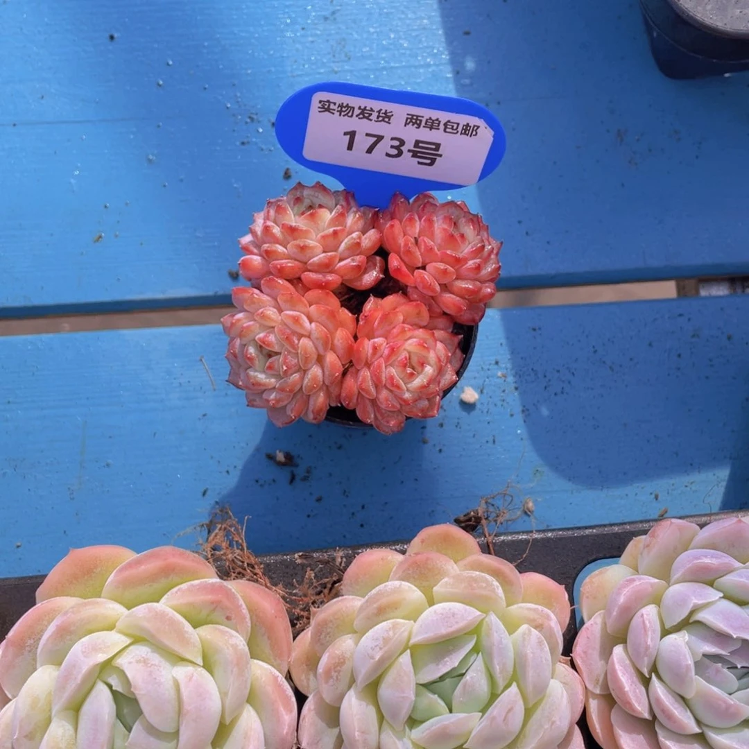 173号白胖子老桩四头一个