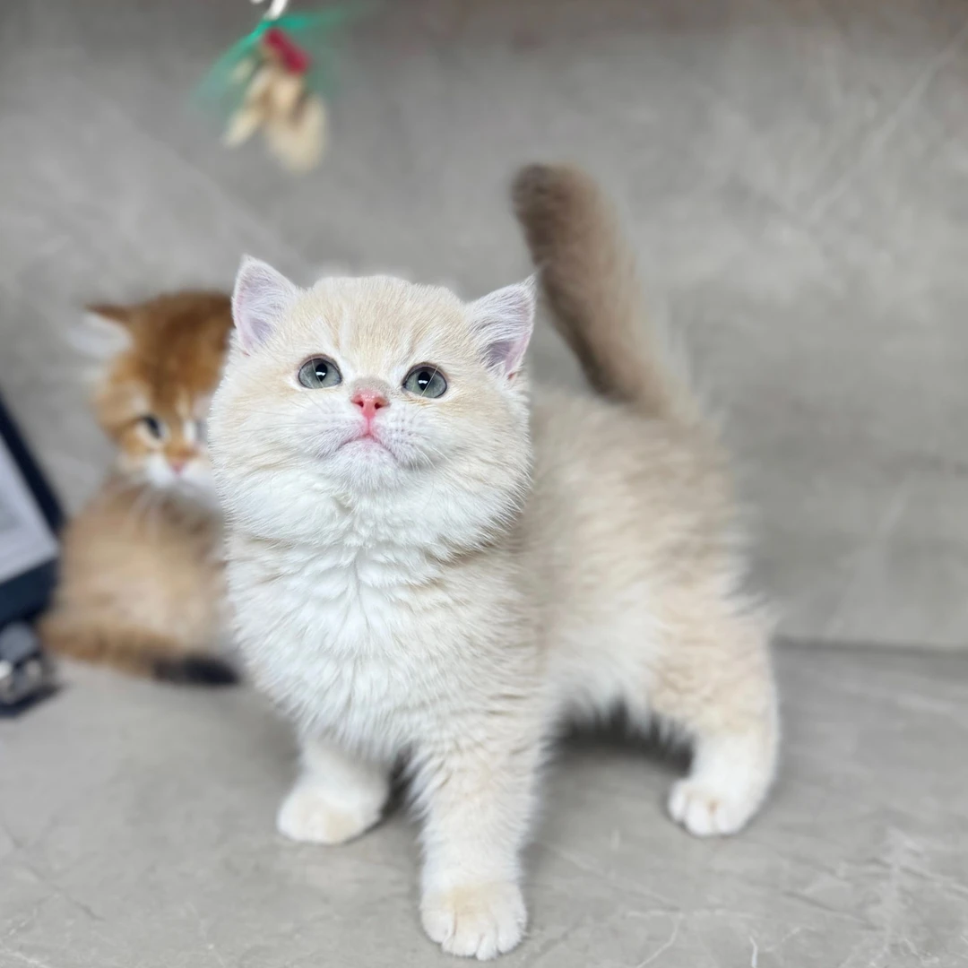 来了姊妹-紫金英短猫 弟弟 J3