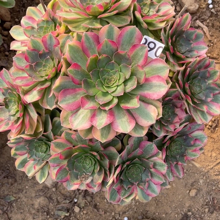 无花朵990雨荷多肉植物