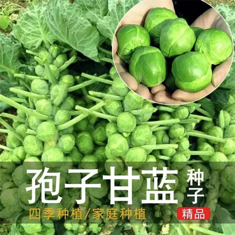 D新疆包邮【绿孢子甘蓝种子】包子甘蓝迷你包心菜抱子菜甘兰菜种籽