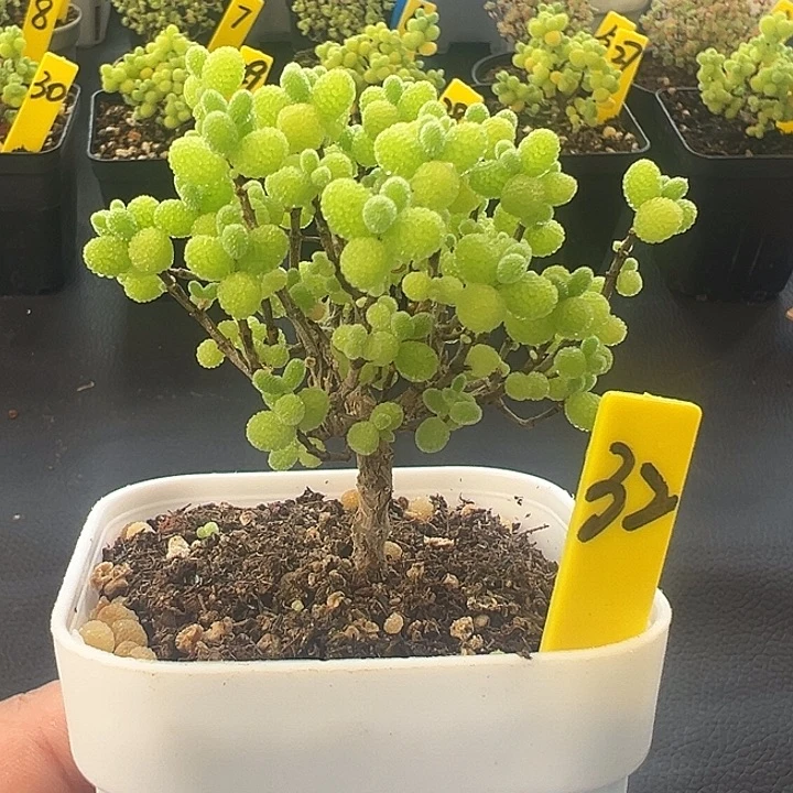 32号精控棒棒糖7厘米盆
