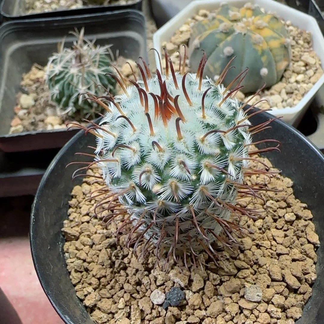 已*置实生曲刺佩雷多肉0000