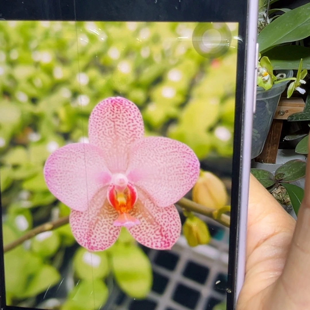 当前无花栽培后可以开花西交象耳