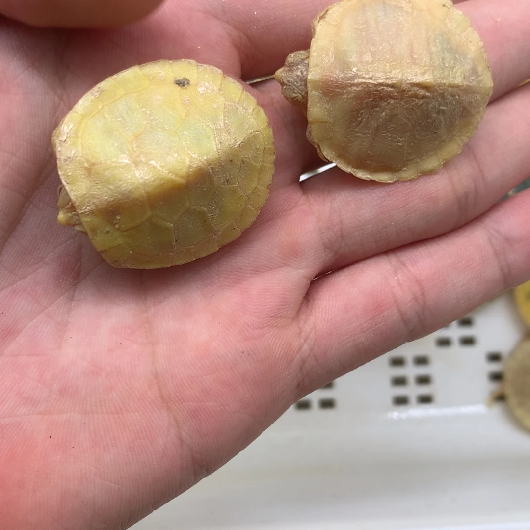 不分公母巴西彩龟