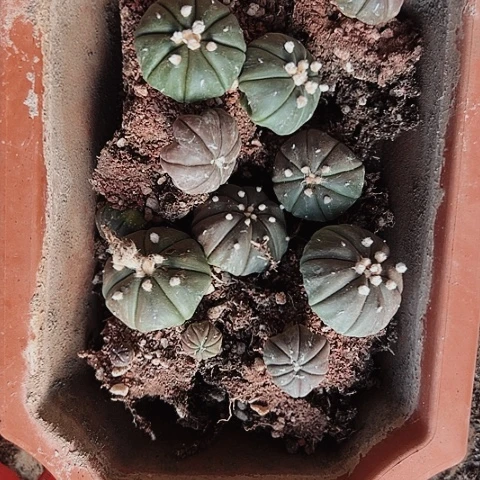 512实生兜处理缺水的