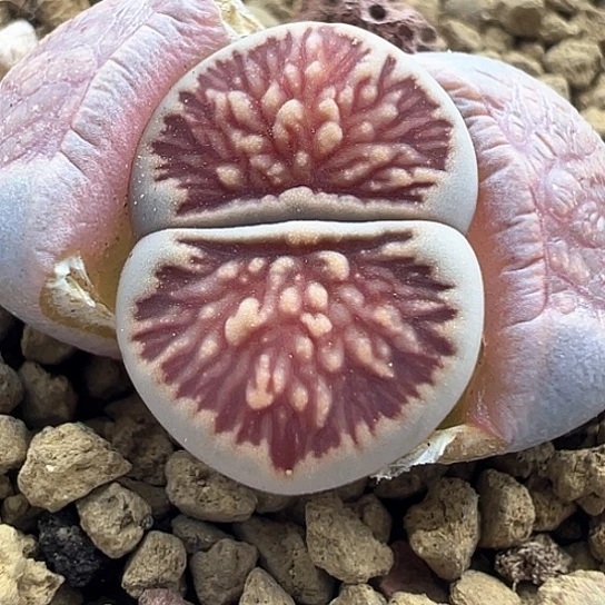 069.红窗菊1.5公分