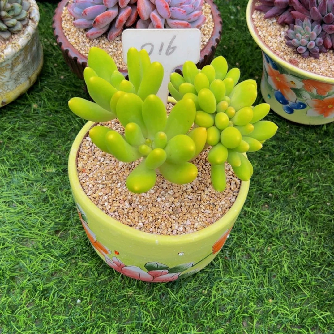 暖***金蟾小树缀多肉植物