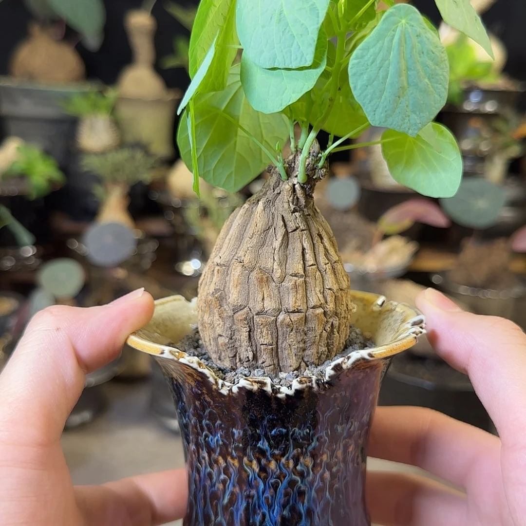 一物一拍老家龙甲龟24