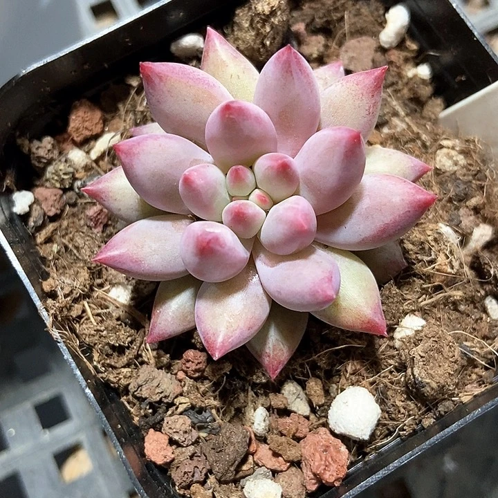 多肉植物虞美人1725