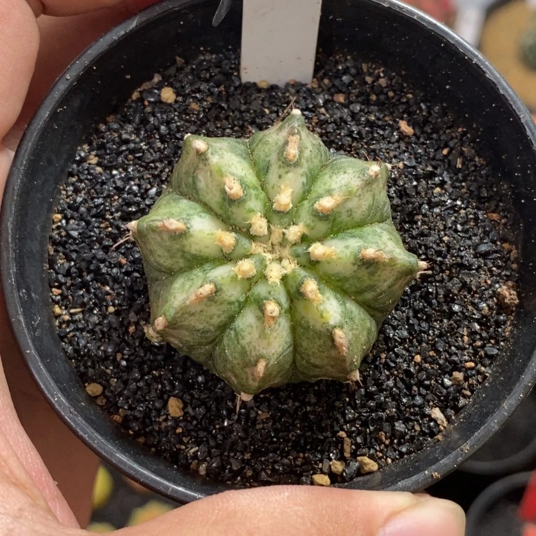 白海神—带盆土发货42