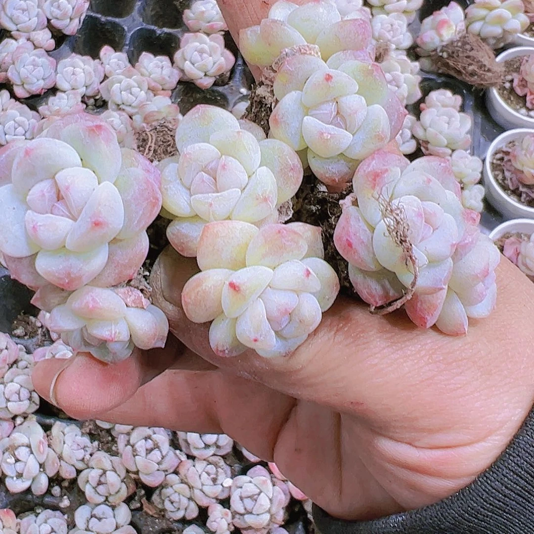珍妮冰玉5个混搭19包邮