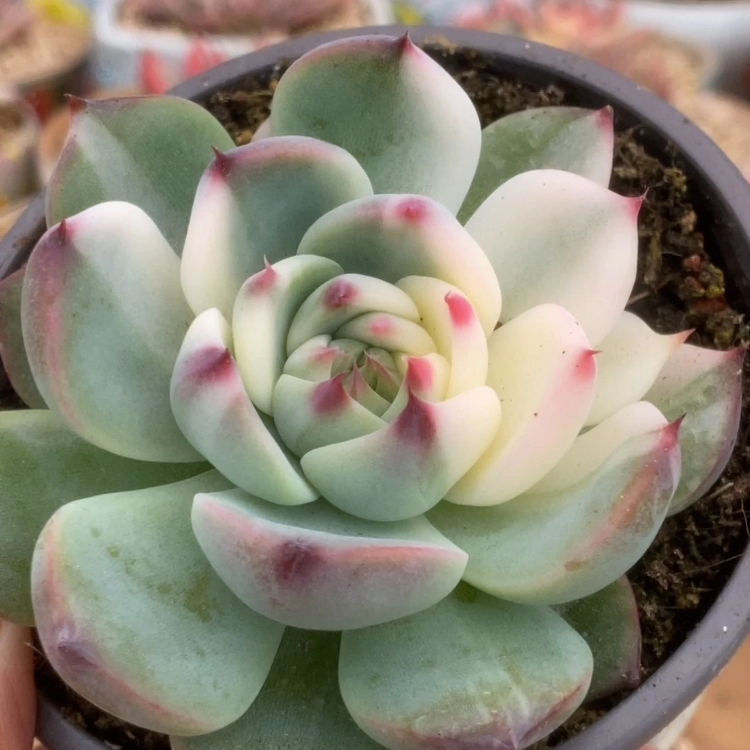 100锦锦锦锦锦锦锦锦锦锦