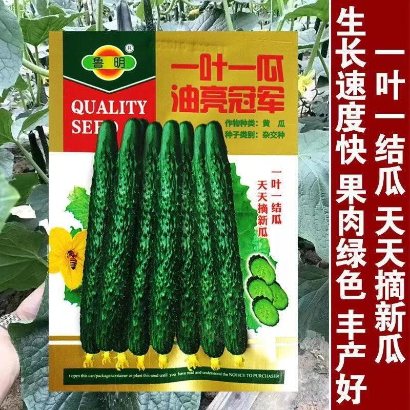 【绿满心黄瓜种子】春季新品种阳台小院菜园种植脆甜水果黄瓜